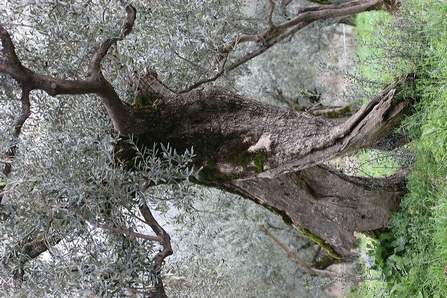 montefalco0134.jpg