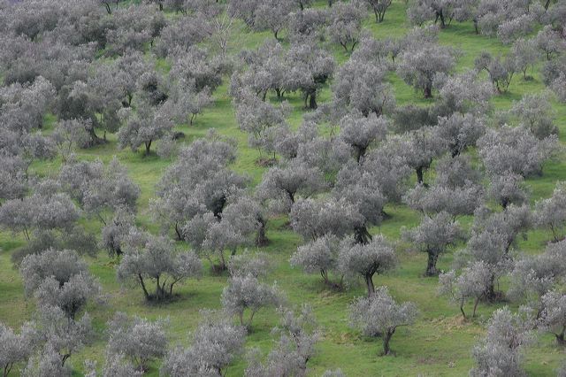 montefalco0139.jpg