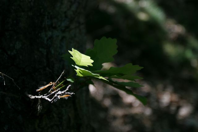 _mg_3848.jpg