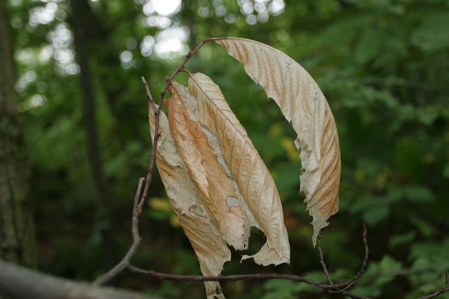 edenkoben0108.jpg