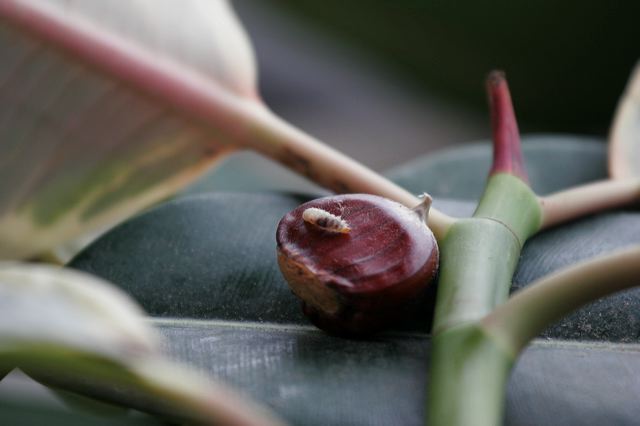 edenkoben0135.jpg