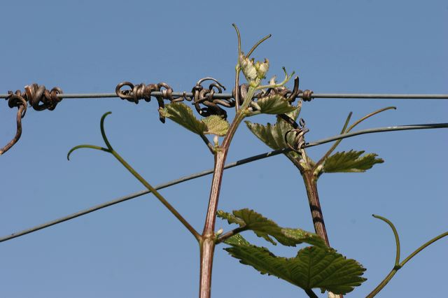 edenkoben0287.jpg