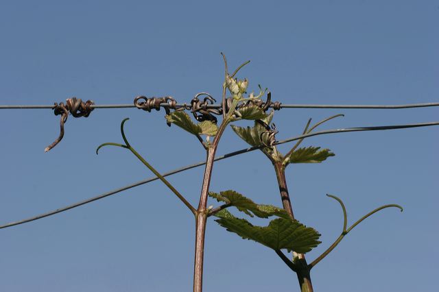 edenkoben0290.jpg