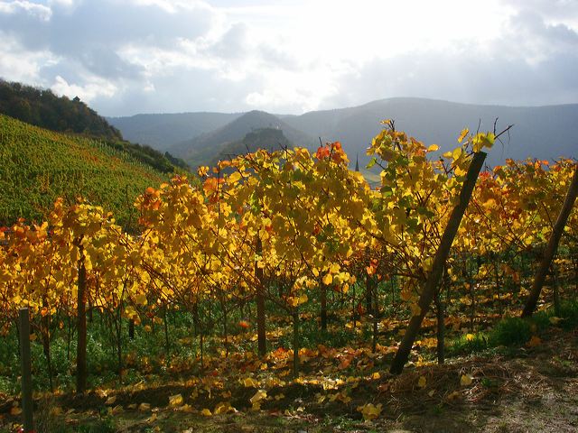 pict5837_sa.jpg