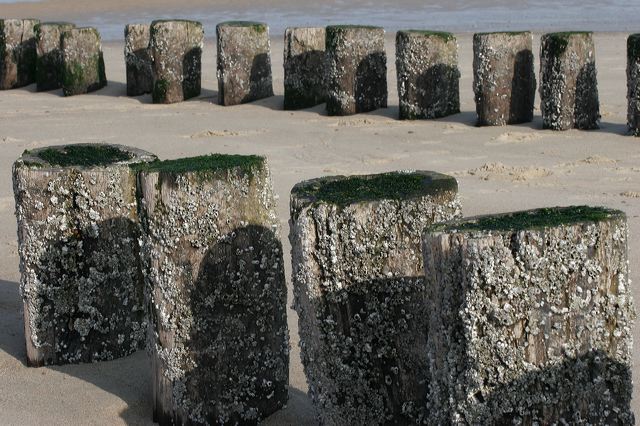 _mg_2008.jpg