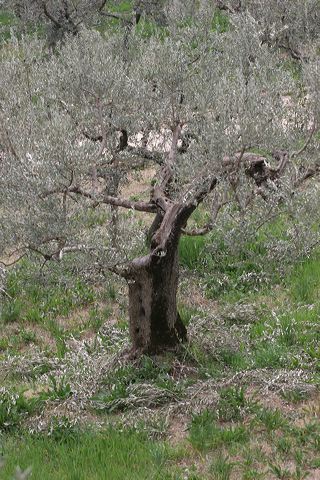asissi0081.jpg