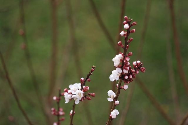 asissi0087.jpg