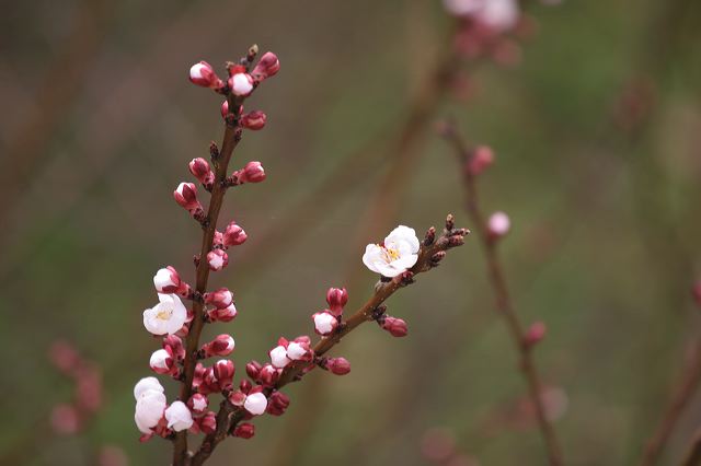 asissi0088.jpg