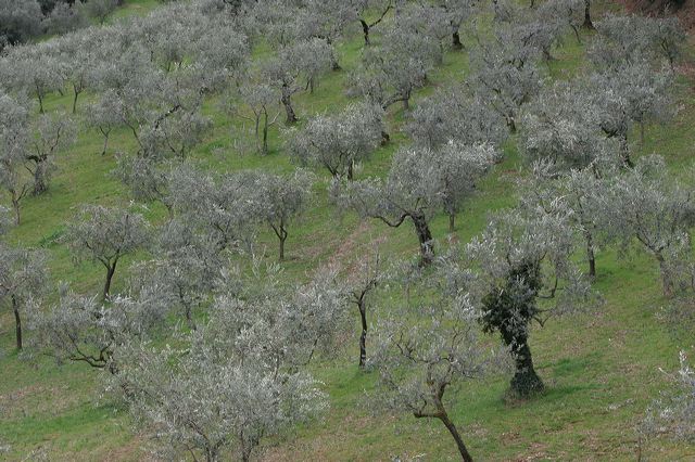 montefalco0131.jpg