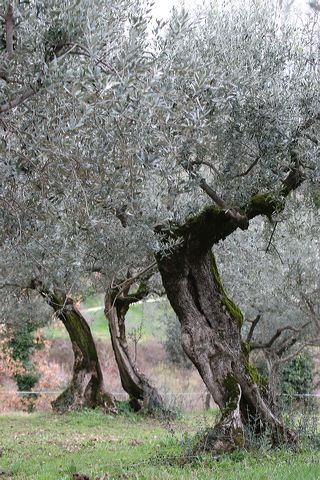 montefalco0135.jpg