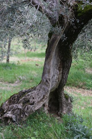 montefalco0142.jpg