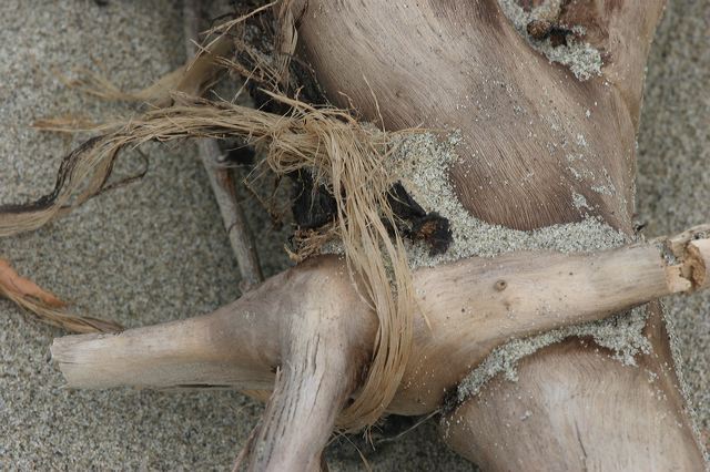 viareggio0034.jpg