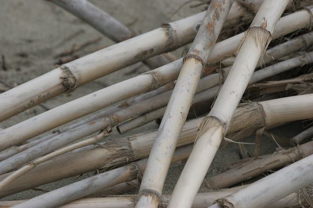 viareggio0038.jpg