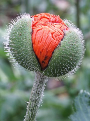05_mohn.jpg
