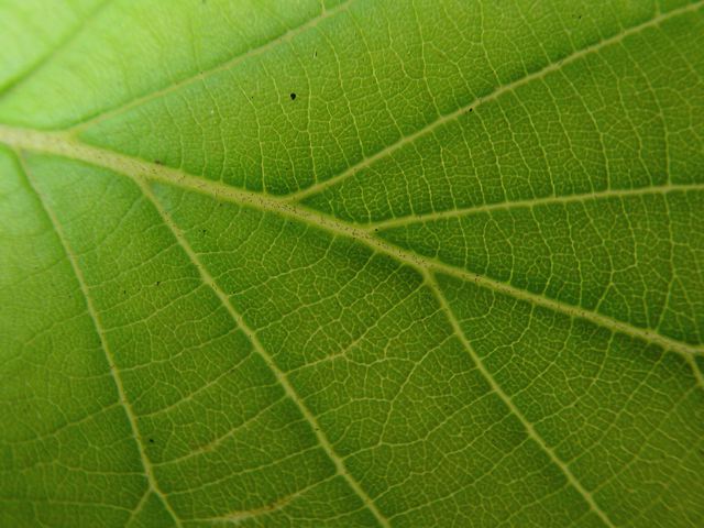 14_blatt.jpg