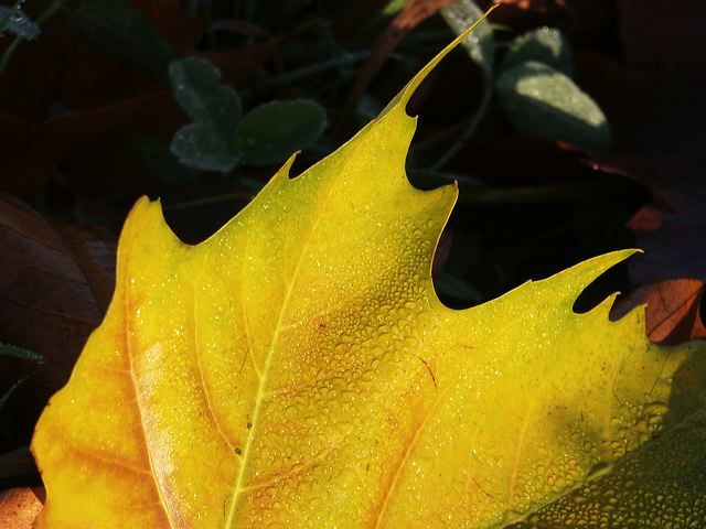 pict0132.jpg