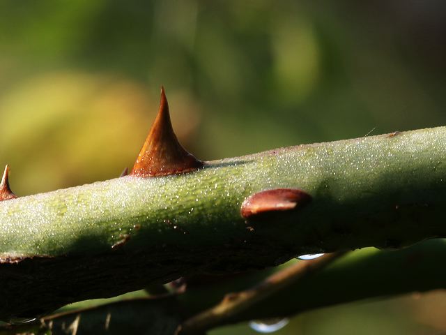 pict0142.jpg