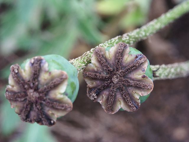 pict0275.jpg