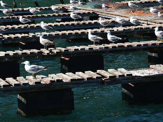pict0992_t_s.jpg