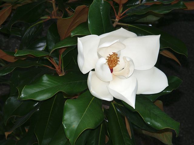 pict3821n.jpg