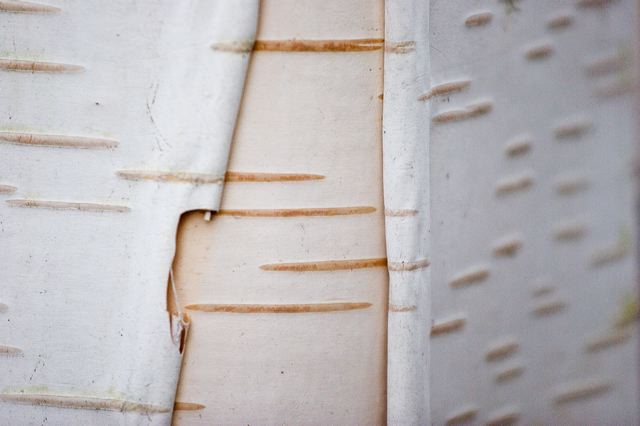 _mg_0962-2.jpg