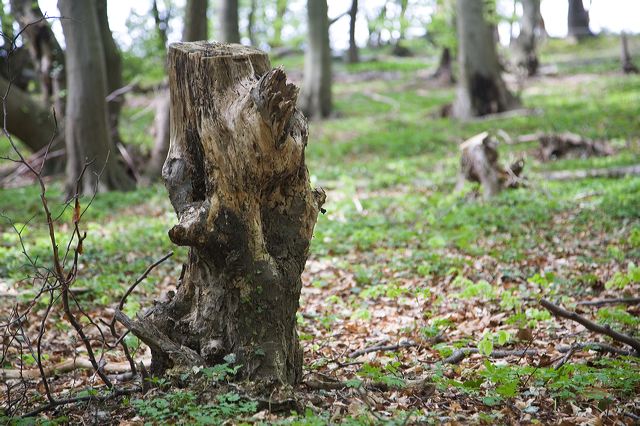 _mg_0993.jpg