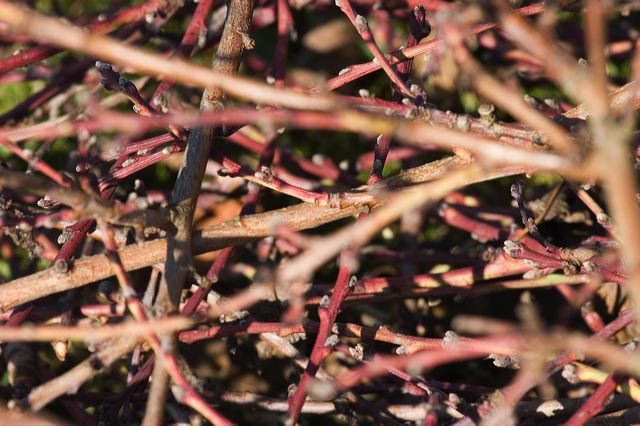 _mg_1188-2.jpg