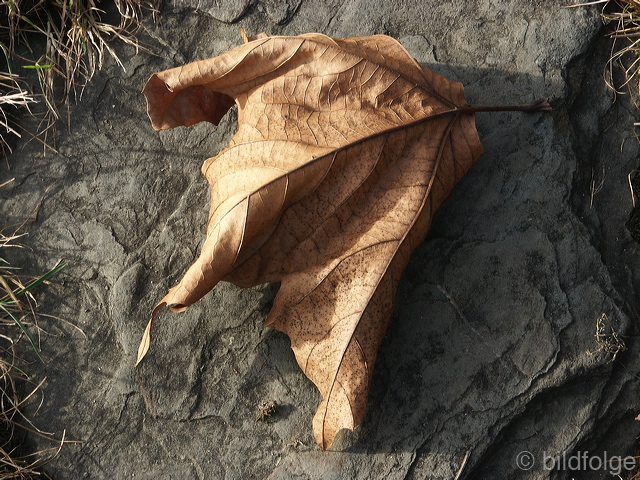 01_blatt.jpg