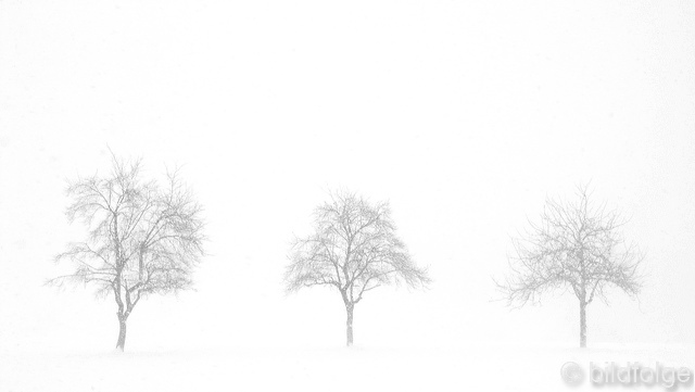 10_schneesturm_baum.jpg