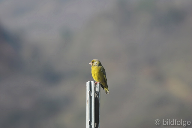 10_vogel.jpg
