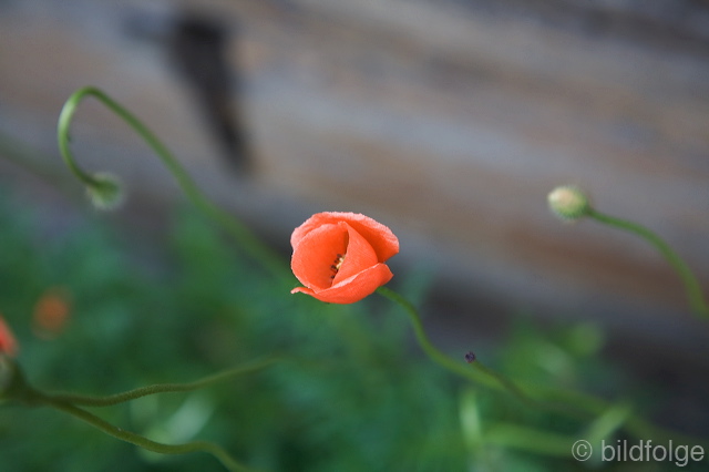 _mg_2081-2.jpg