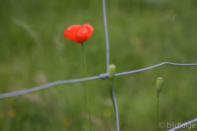 _mg_2141-2.jpg