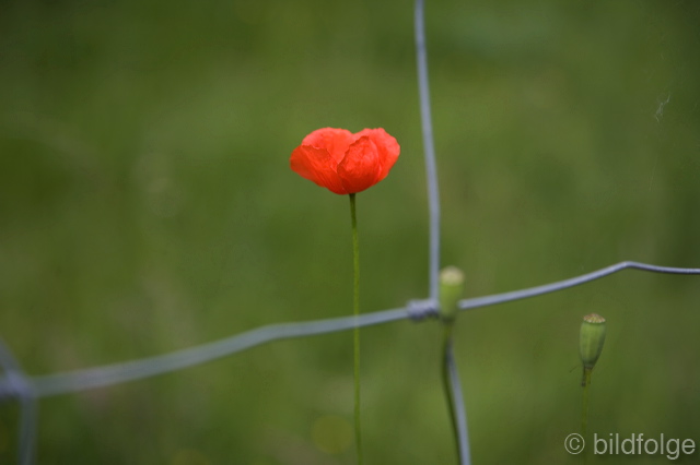 _mg_2142-2.jpg
