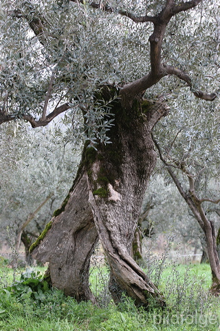 montefalco0134.jpg