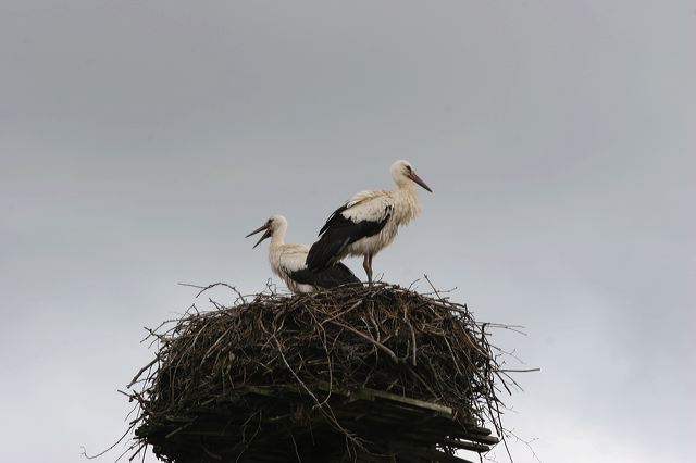 img_4184.jpg