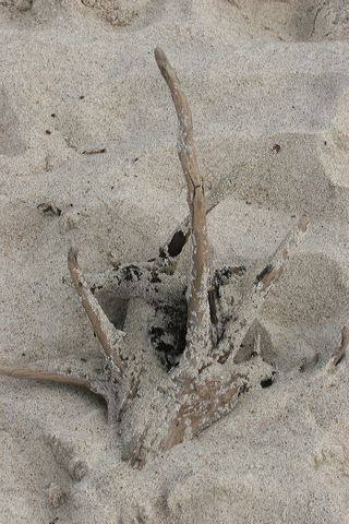 img_4415.jpg