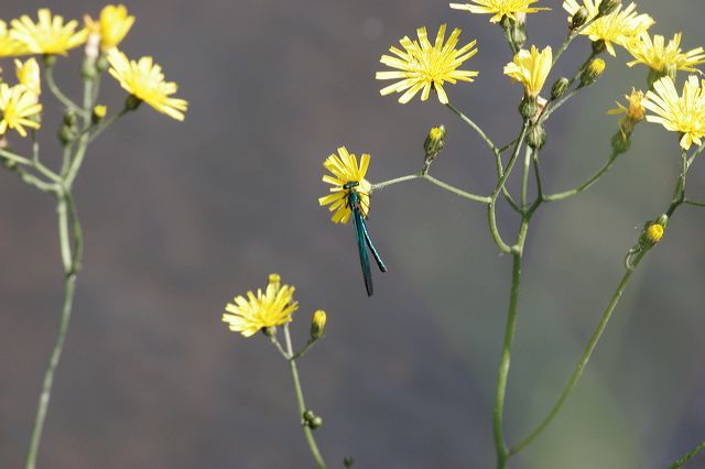 _mg_4414.jpg