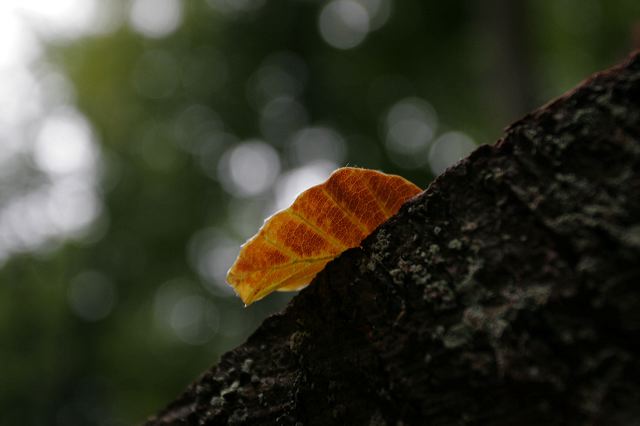_mg_7393.jpg
