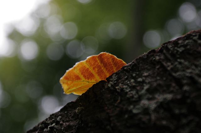_mg_7394.jpg
