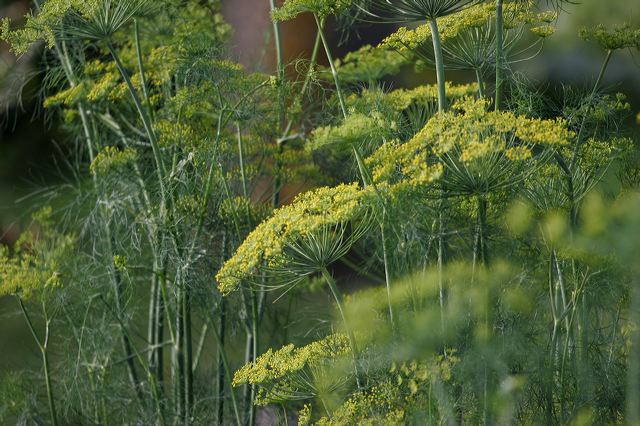 01_dill.jpg