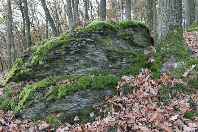 01_wald.jpg