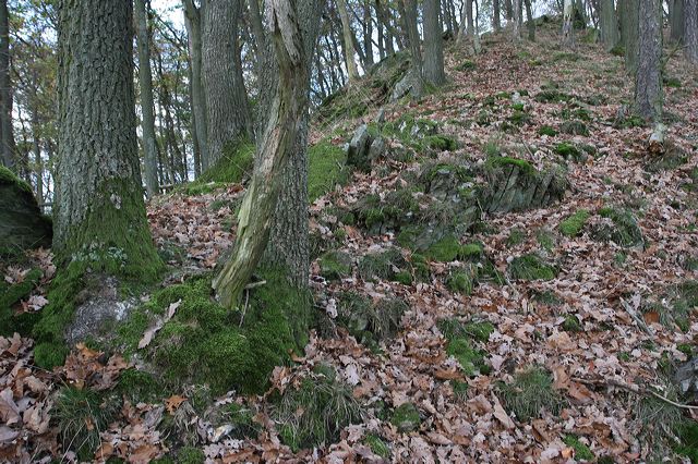 03_wald.jpg