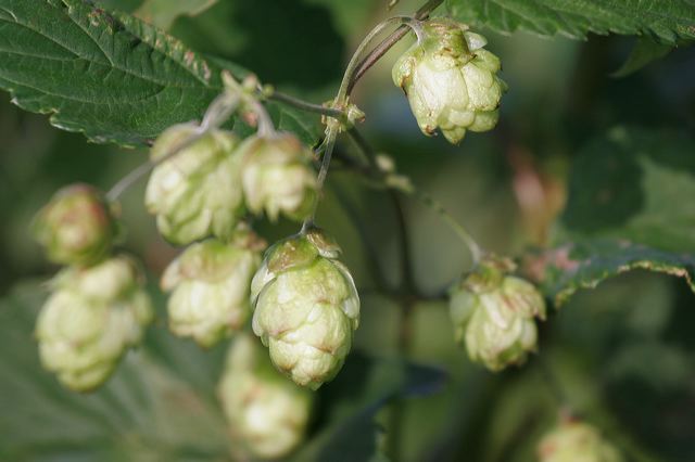 04_hopfen.jpg