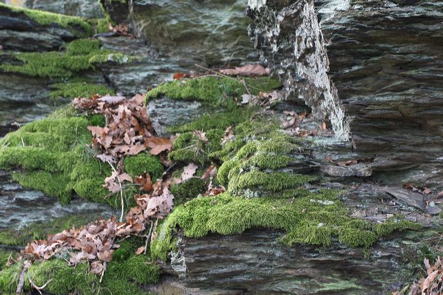 04_wald.jpg