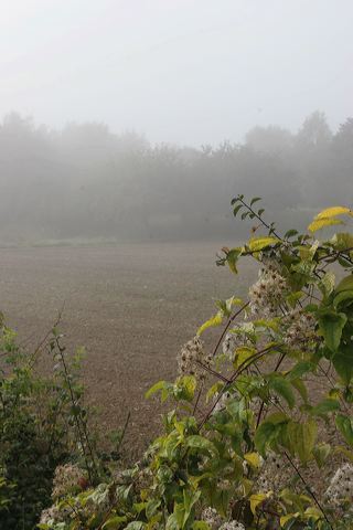 05_herbstfeld.jpg
