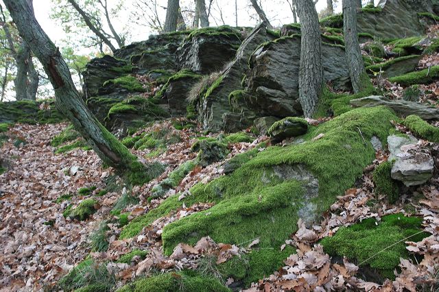 06_wald.jpg
