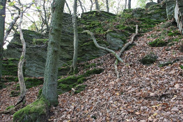 07_wald.jpg