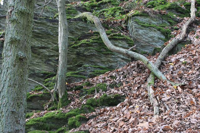 08_wald.jpg