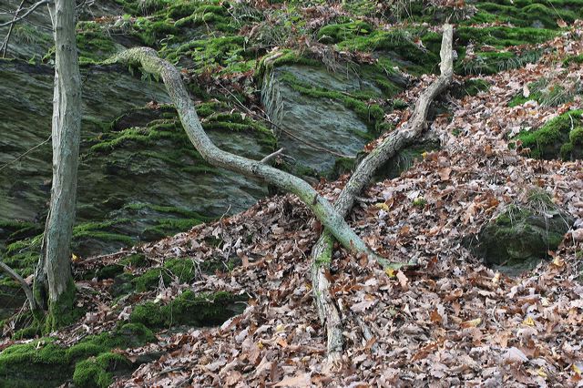 09_wald.jpg