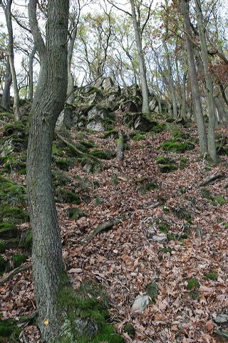 10_wald.jpg